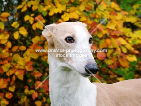 greyhound, english bred ex racer, kick and score, with autumn leaves, alice, all photographer's profit from this image go to greyhound charities and rescue organisations