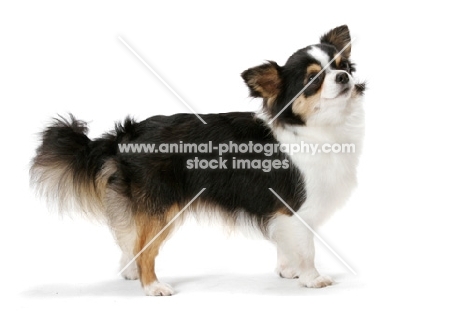 Champion Longhaired Chihuahua (tri-colour)
