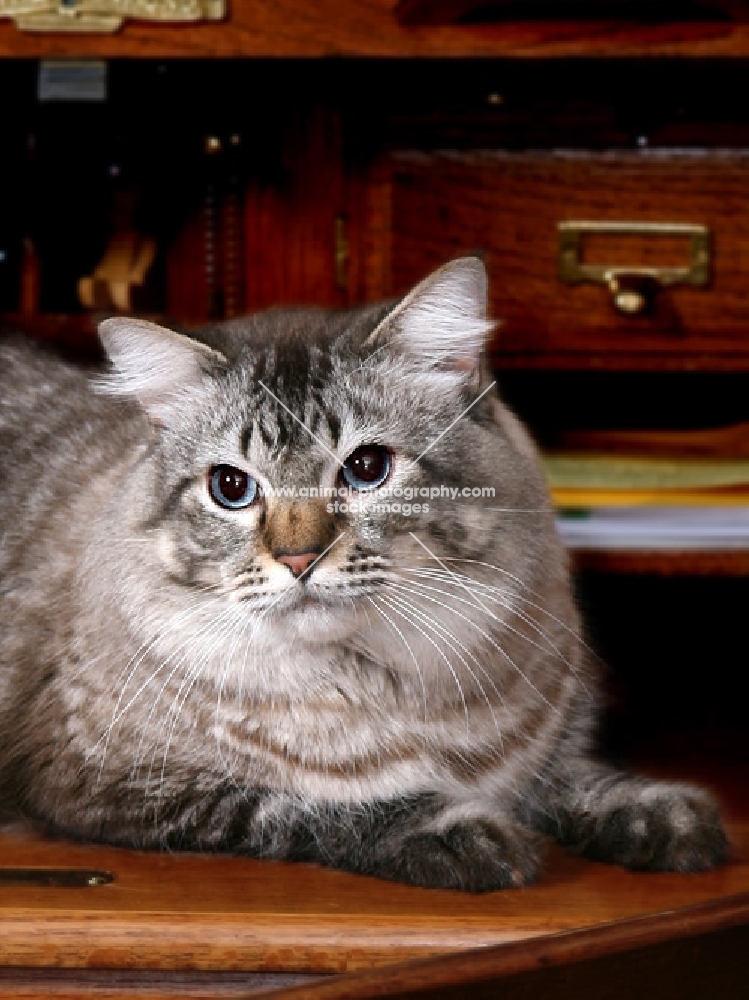 Closeup of American Bobtail male, head and paws, in roll top desk.