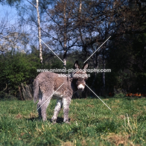 young donkey turning to look at camera