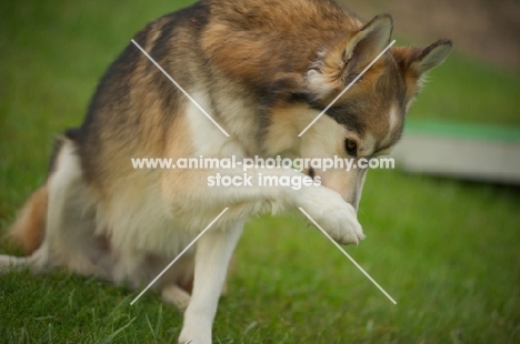 beautiful husky mix showing a trick