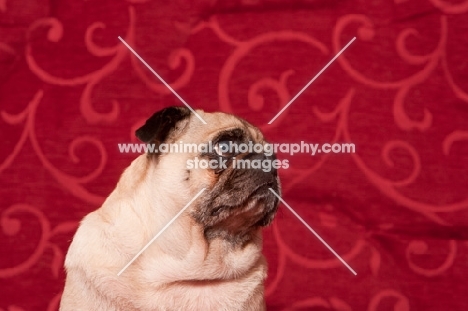 fawn Pug looking up