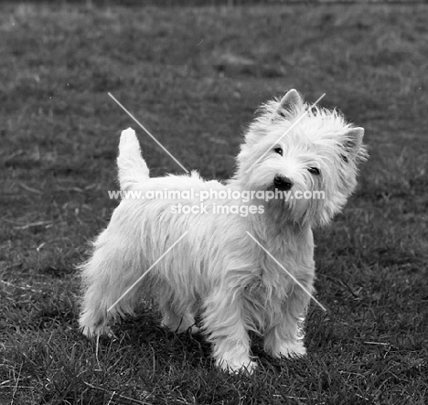 west highland white terrier with head tilted on one side