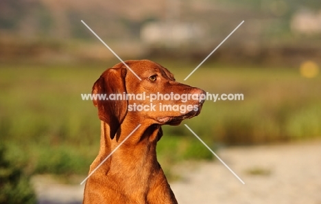 Hungarian Vizsla