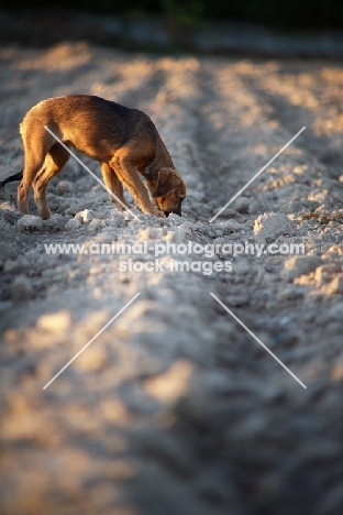Puppy sniffing the ground in a field