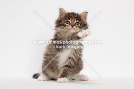 Brown Mackerel Tabby & White Maine Coon kitten, 1 month old, reaching