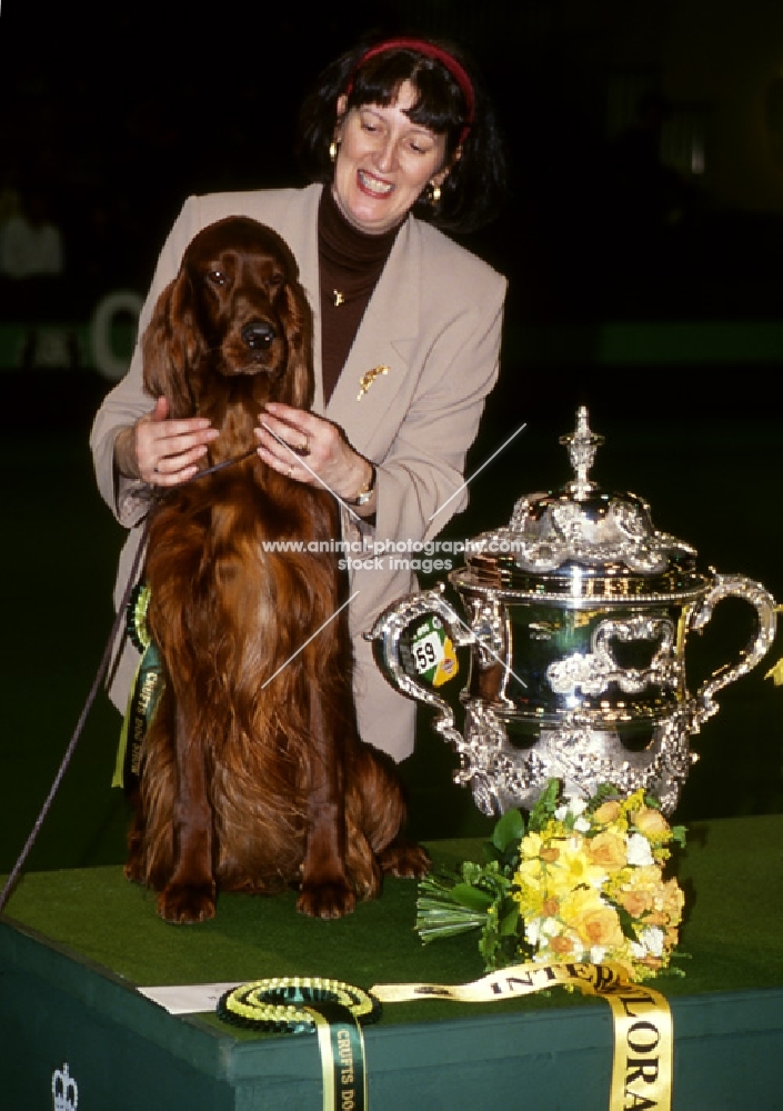 irish setter, sh ch starchelle chicago bear with owner rachel shaw, winning crufts bis, with trophy