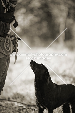 black labrador looking up at owner