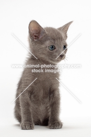 Russian Blue kitten sitting on white background