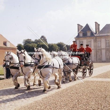 five percheron horses driven in pickaxe formation in parade at haras du pin