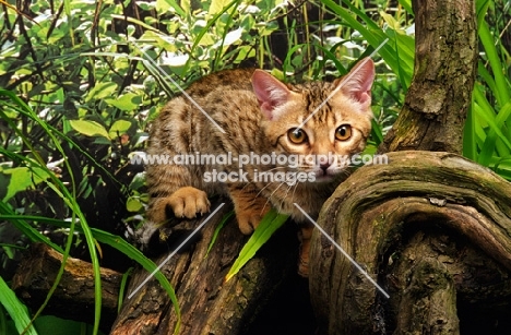 bengal concentrating