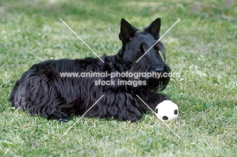 Scottish Terrier with ball