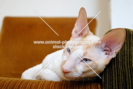 Cornish Rex resting on chair