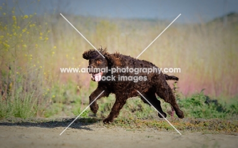 American Water Spaniel running