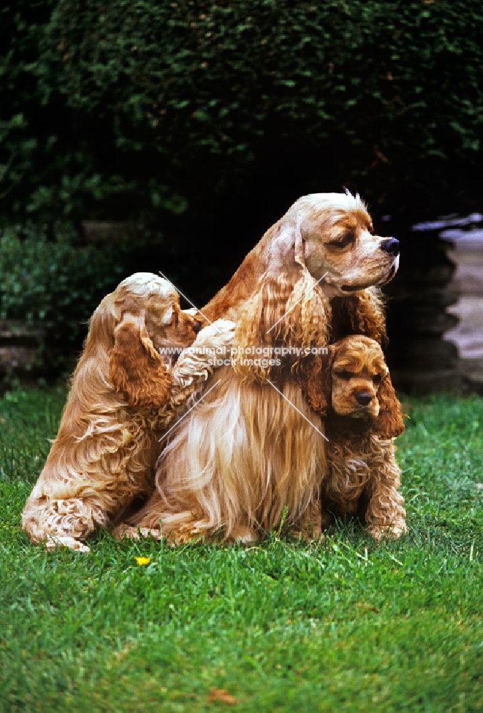 american cocker spaniel with two puppies
