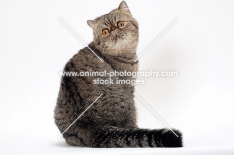 Exotic Shorthair, Brown Mackerel Tabby colour, sitting down