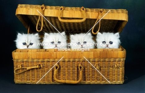 chinchilla kittens in a hamper