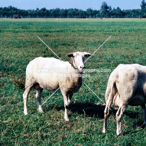 friesian sheep standing in a field in holland