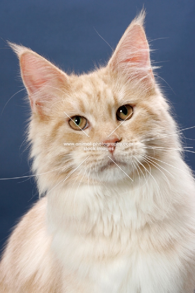 Maine Coon cat, Cream Silver Classic Tabby colour, portrait