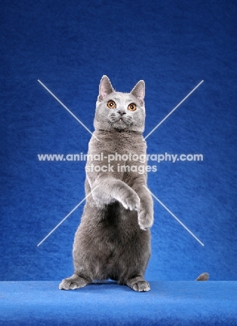 curious Chartreux cat standing on hind legs