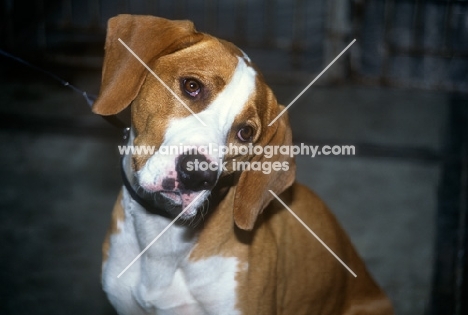 istrian hound, smooth haired,  with head on one side