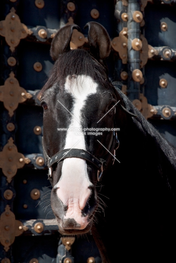 champion marwari stallion at Rohet Garh, India