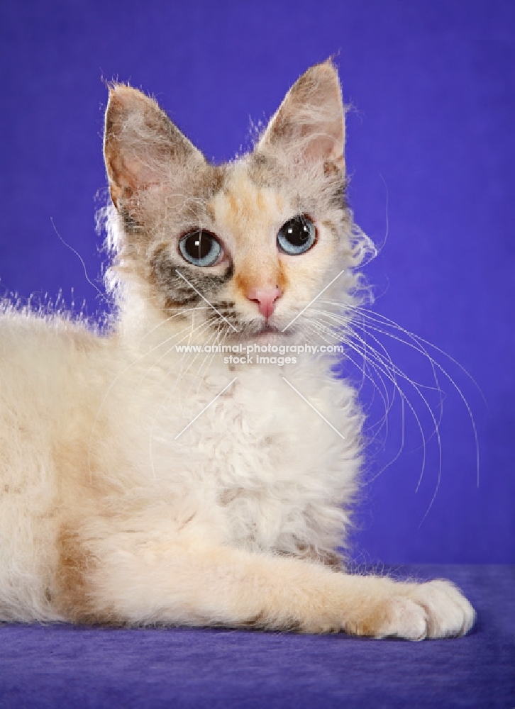 Laperm cat lying down on purple background