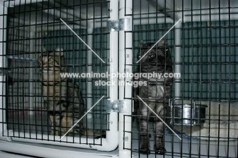 American Curl cats in cage