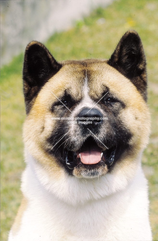 American Akita portrait