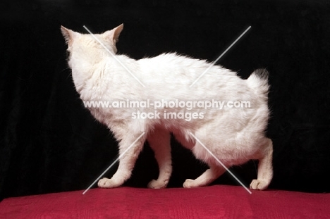 Japanese bobtail cat side view 