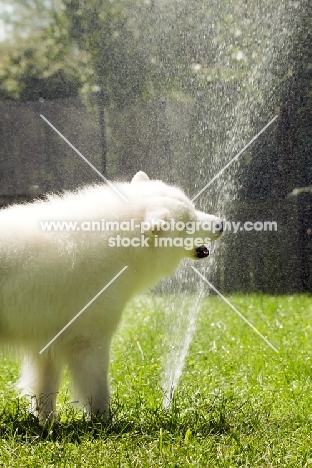 Samoyed playign with sprinkler system