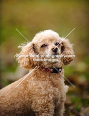 apricot coloured toy Poodle