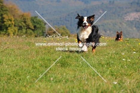Bernese Mountain Dog, running in field