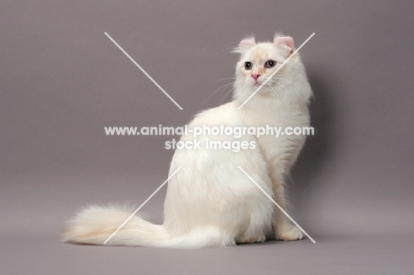 American Curl Longhair cat, sitting down, red silver lynx point