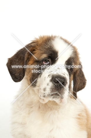 Saint Bernard pup