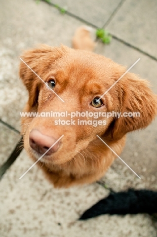 Nova Scotia Duck Tolling Retriever on pavement