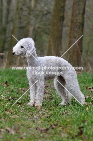Bedlington Terrier posed