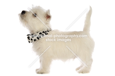 West Highland White puppy wearing scarf