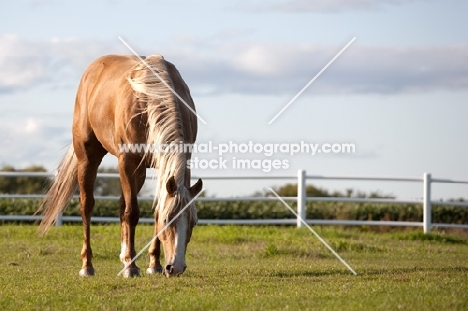 Palomino Quarter horse grazing