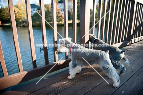 miniature schnauzers looking through a fence at a pond