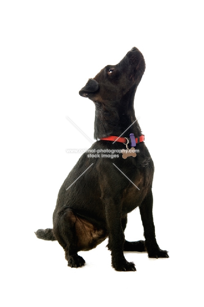 patterdale terrier looking up