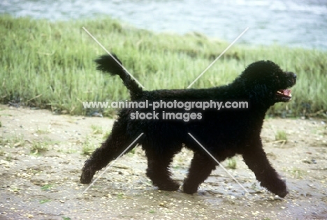 portuguese water dog in retriever clip, in usa running by shore
