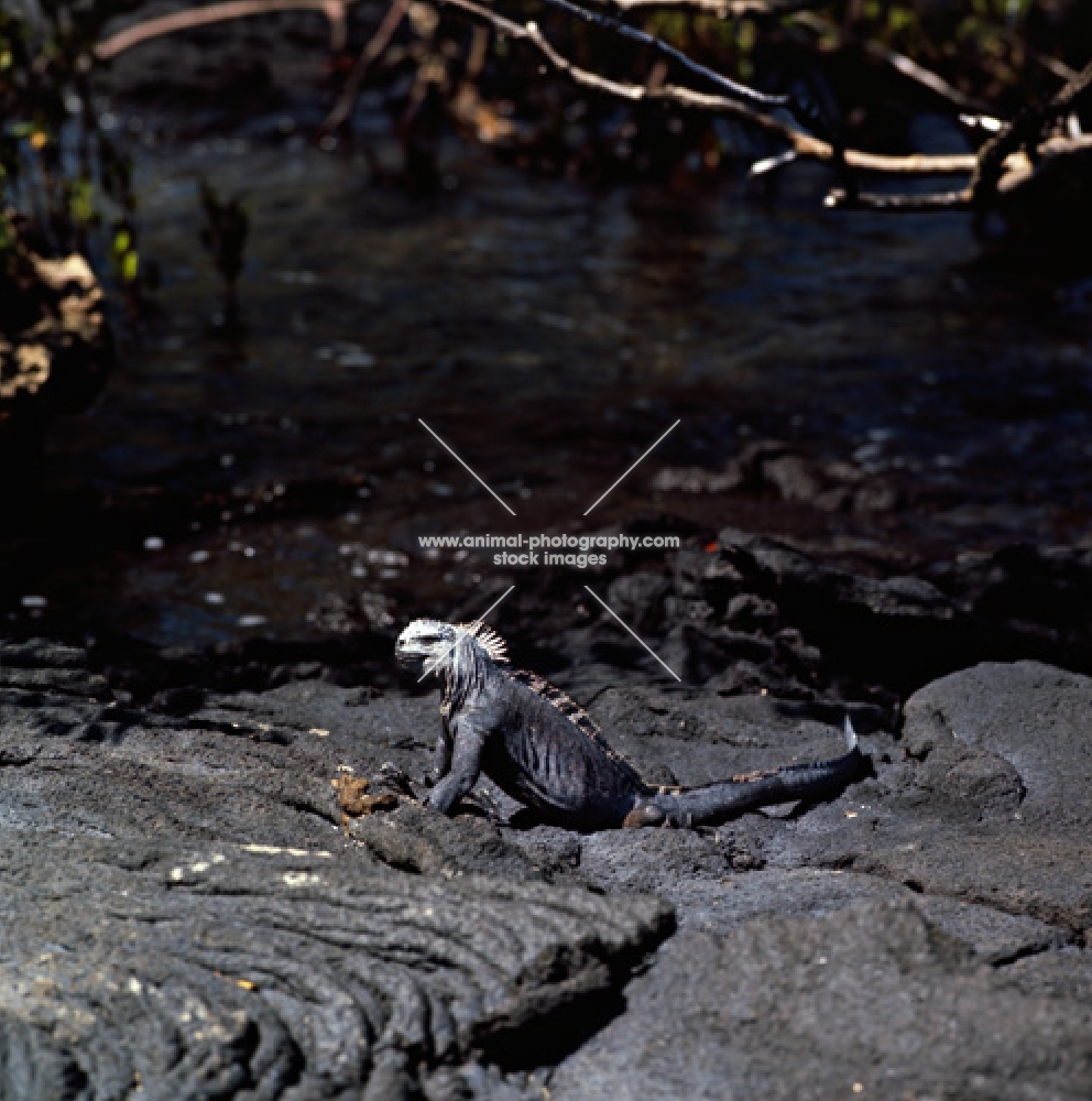 marine iguana on fernandina island, galapagos islands, rope lava, 