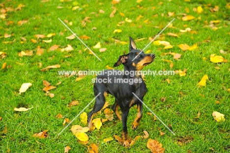 Miniature Pinscher amongst autumn leaves