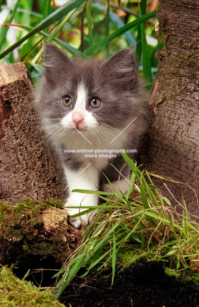 blue and white Norwegian Forest kitten