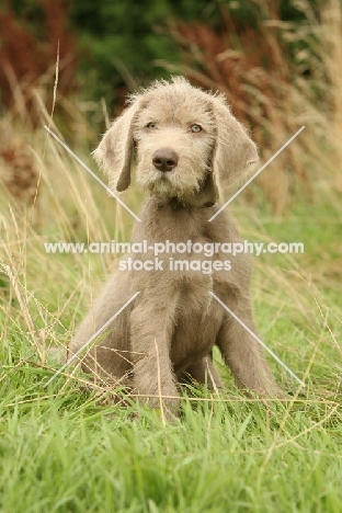 Slovakian Rough Haired Slovakian Pointer puppy