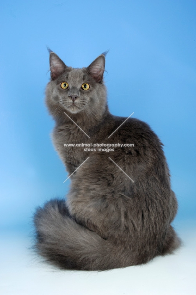 blue maine coon cat sitting on blue background