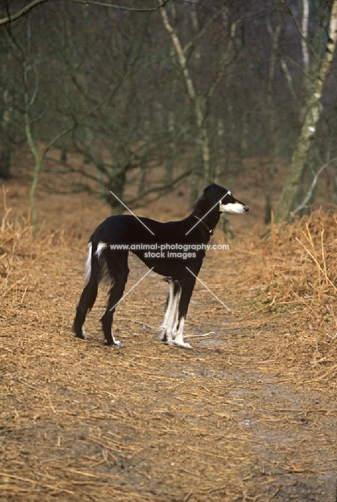 ch burydown hephzibah, saluki standing in woods 