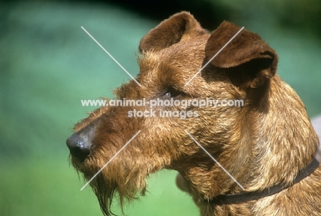 irish terrier in show trim, head study