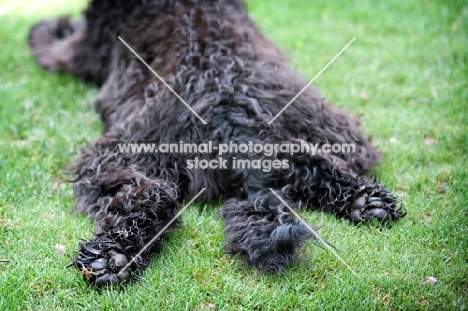 detail of black labradoodle's splayed back legs